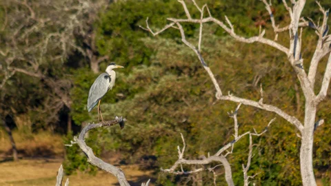 © Phelwana Game Lodge