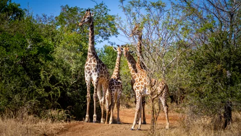 © Phelwana Game Lodge