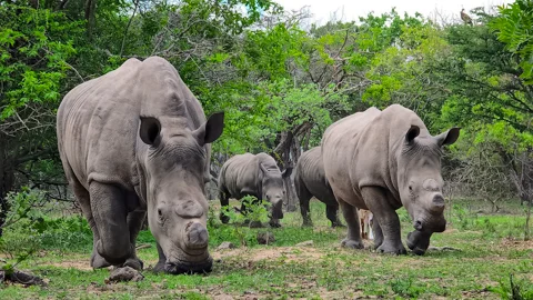 © Hoedspruit Endangered Species Centre